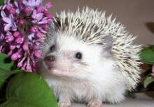 Hedgehog