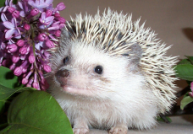 Hedgehog Handling