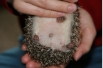 Male Hedgehog Gender