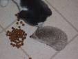other pets