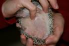 Female Hedgehog Gender
