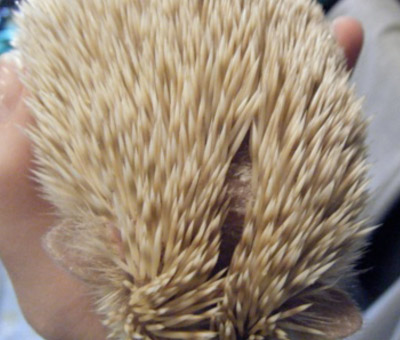Hedgehog showing dry skin