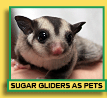 Sugar Gliders As Pets