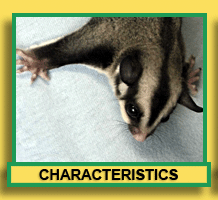 Sugar Glider Characteristics
