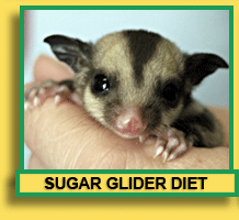 Sugar Glider Diet