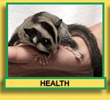 Sugar Glider Health