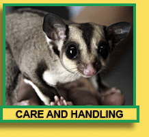 Sugar Glider Care and Handling