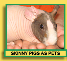 Skinny Pigs As Pets