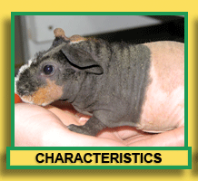 Skinny Pig Characteristics