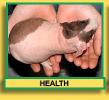 Skinny Pig Health