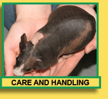 Skinny Pig Care and Handling