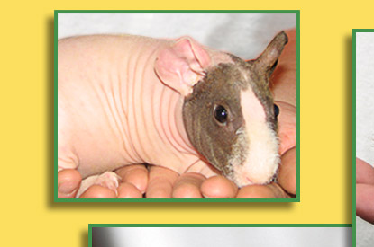 Skinny Pigs