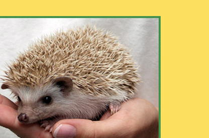 Hedgehogs