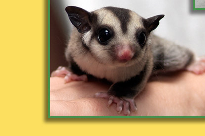 Sugar Gliders