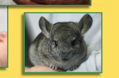 Chinchillas