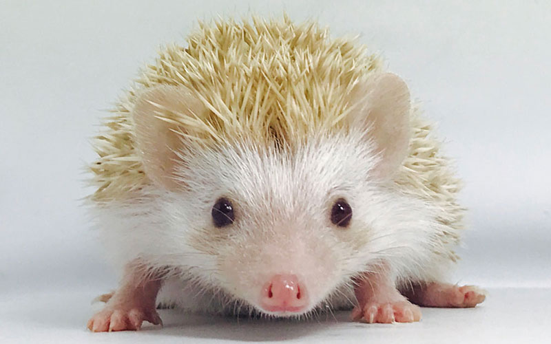 Baby Hedgehog 4
