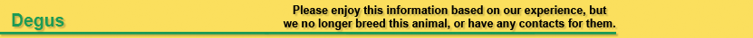 Degus