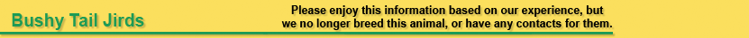 Bushy Tail Jird