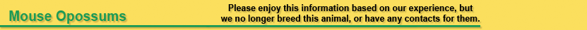 Mouse Opossum