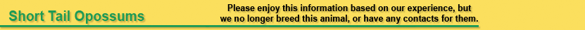 Short Tail Opossum