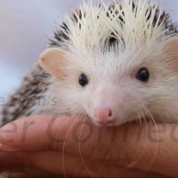 hedgehogs_as_pets.jpg
