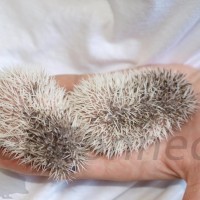 purchasing_hedgehog.jpg