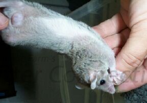 Short Tail Opossum