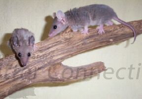 Short Tail Opossum