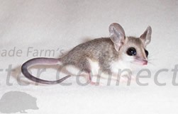 Mouse Opossum