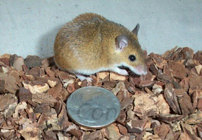 Pygmy Mice