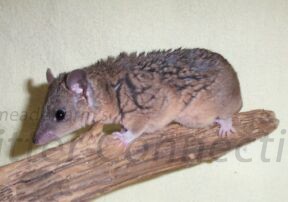 Short Tail Opossum