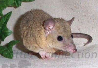 Short Tail Opossum