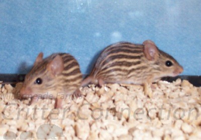 Zebra Mice