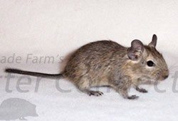 Degus