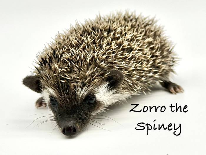 photo of hedgehog for sale