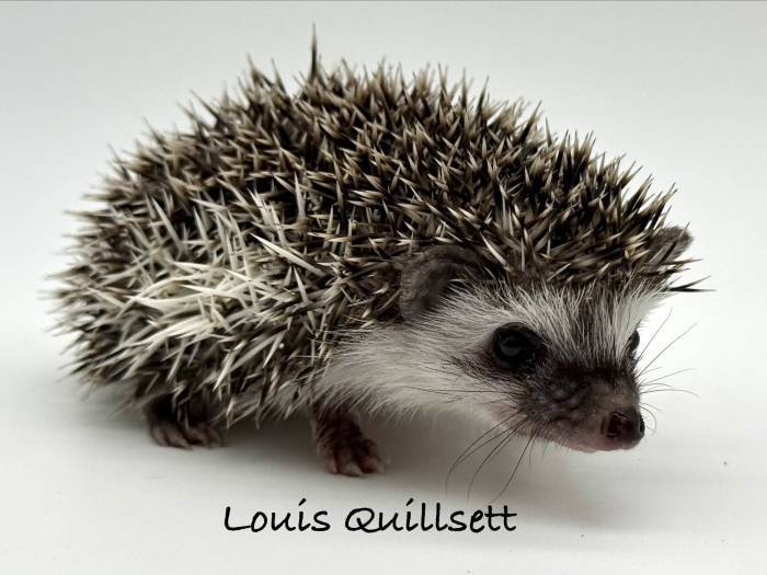 photo of hedgehog for sale