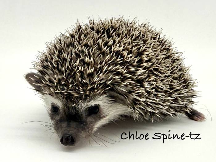 photo of hedgehog for sale