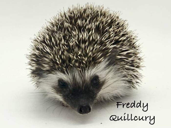photo of hedgehog for sale