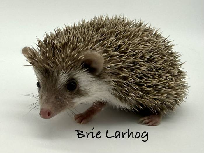 photo of hedgehog for sale