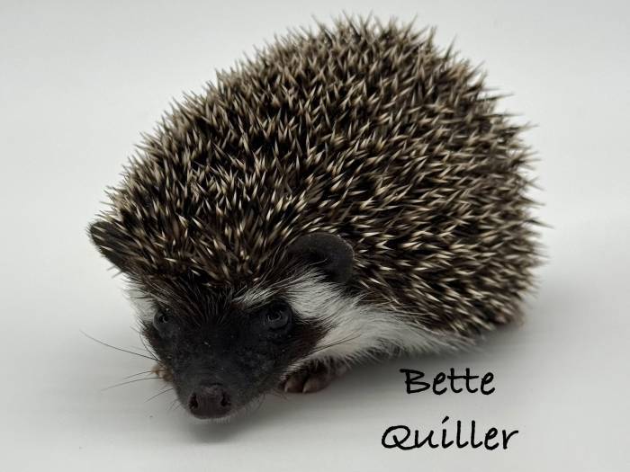 photo of hedgehog for sale