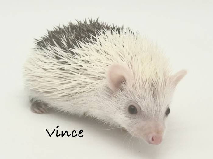 photo of hedgehog for sale