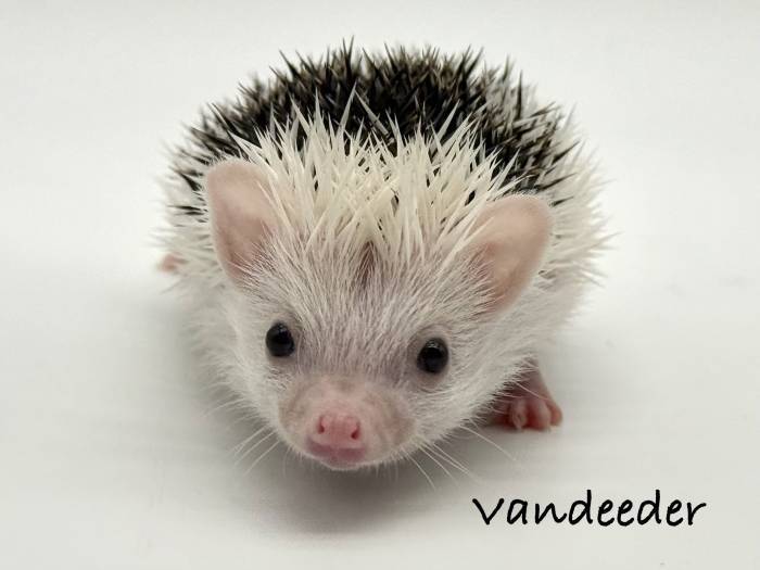 photo of hedgehog for sale