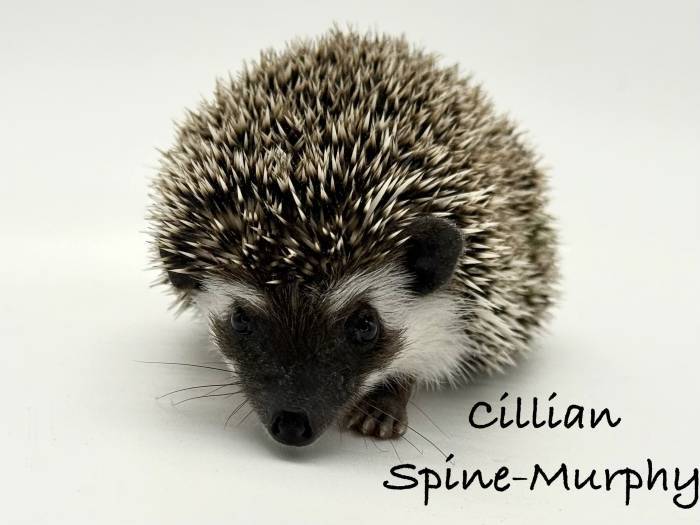 photo of hedgehog for sale