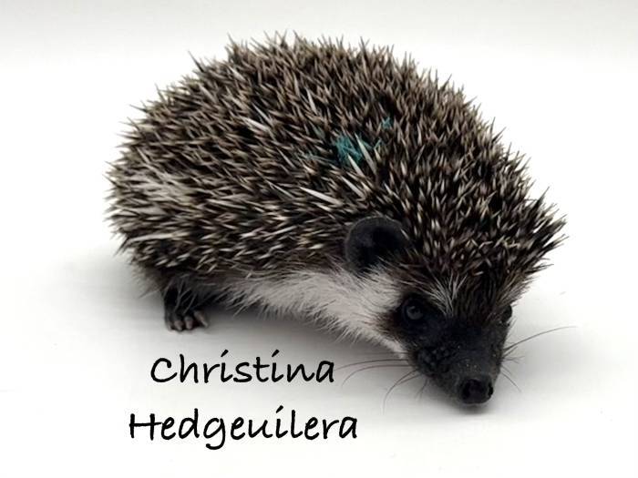 photo of hedgehog for sale