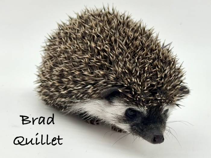 photo of hedgehog for sale