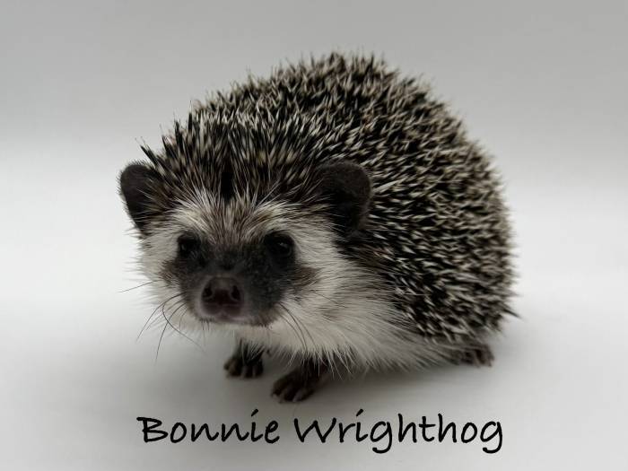 photo of hedgehog for sale
