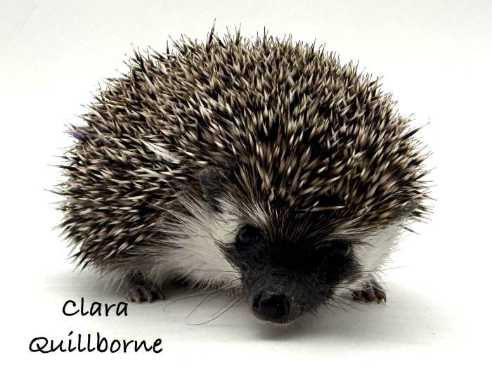 photo of hedgehog for sale
