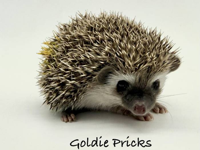photo of hedgehog for sale