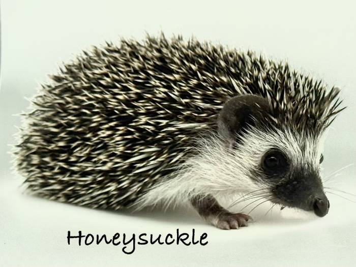 photo of hedgehog for sale