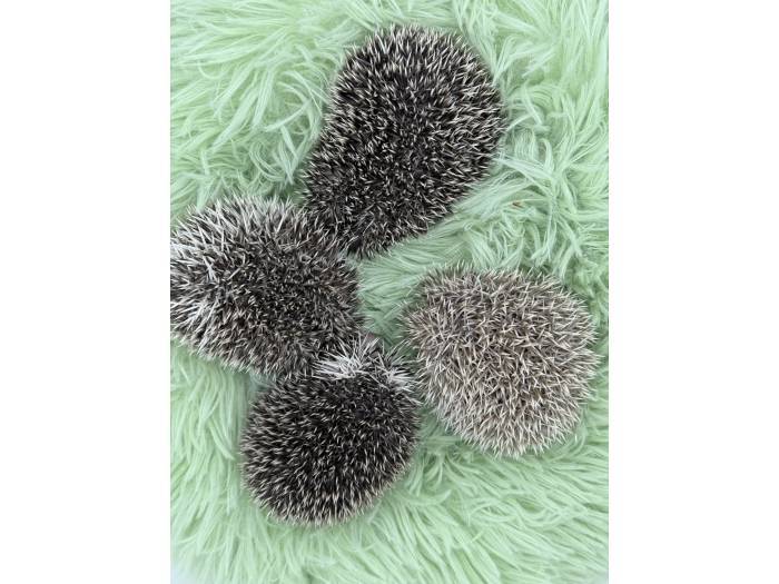 photo of hedgehog for sale